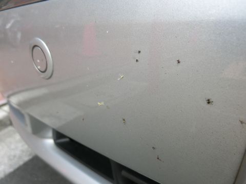 車の虫殻を簡単に取り除く方法