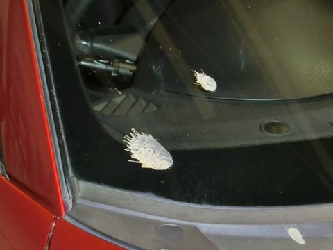 車のガラスから鳥の糞を一瞬で取り除く便利な方法